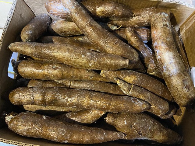 Manioc